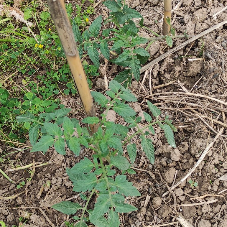 Customized Label Design Plant Hormone Supplier Abscisic Acid S-ABA 10% WP Powder