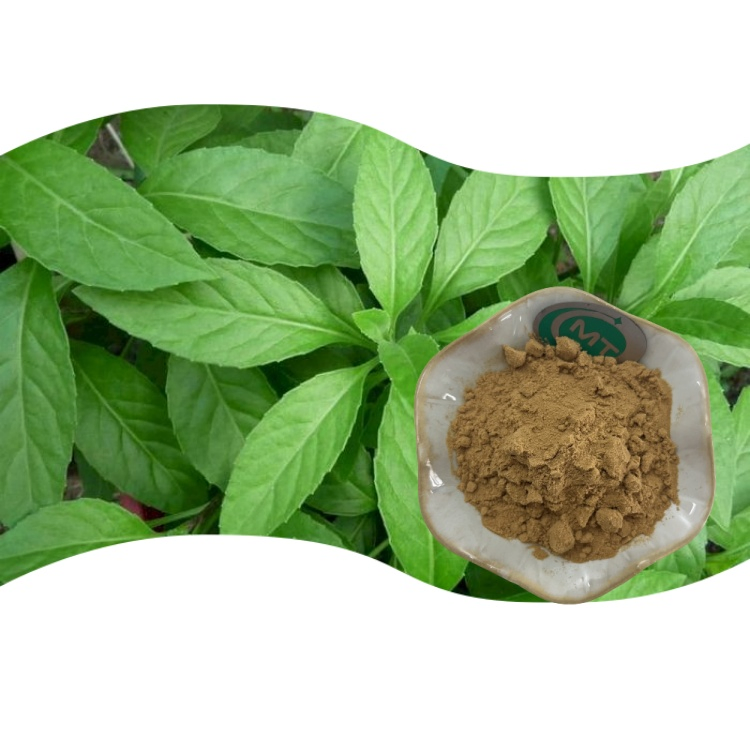 Natural Longevity Spinach/ Gynura Procumbens Extract for Health Support