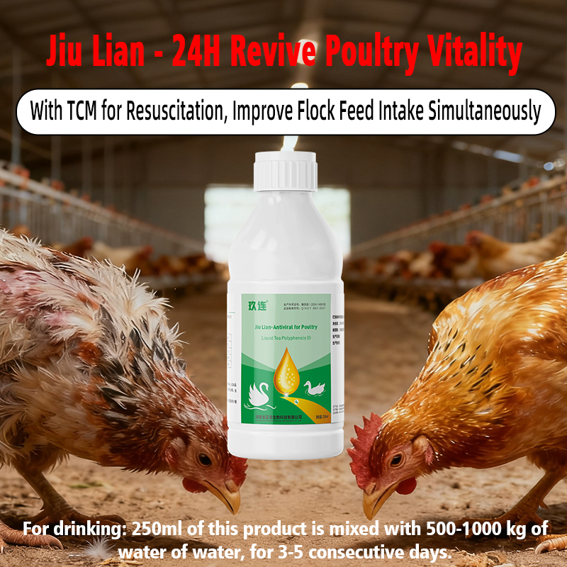 Hormone-Free Jiu Lian: Poultry Viral Disease Prevention