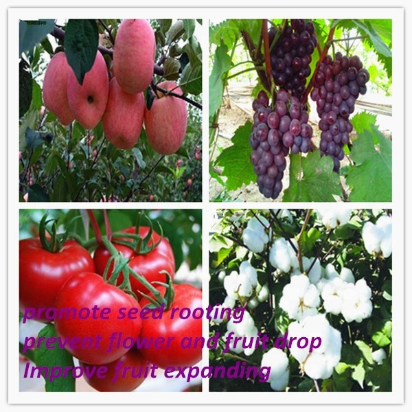 Good Quality Plant Growth Regulator Trans Zeatin 0.1%Sp China Supply