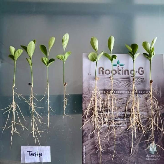 Hormone Naa Anaa Growth Regulator Naa 1-Naphthalen Acetic Acid 98%Tc Auxin Hormones Price