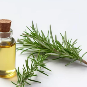 Top Supplier of Rosemary Essential Oil 100% Natural &amp; Pure Perfect for Hair Care Skin Care Herbal Remedies &amp; Aromatherapy