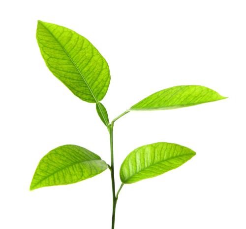 Benefits of Amino Acid