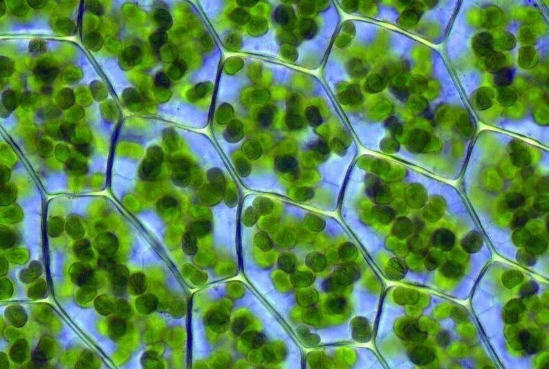 Factory Supply Natural Pigment Sodium Iron Chlorophyllin
