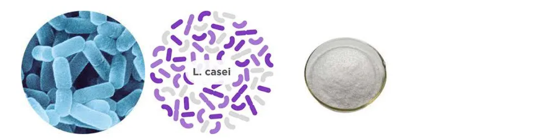 Lactobacillus casei Microscopic View