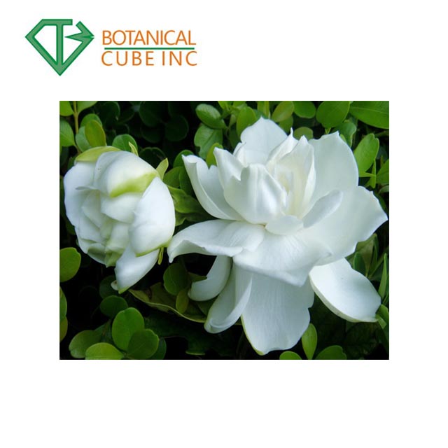 Gardenia Blue Raw Material