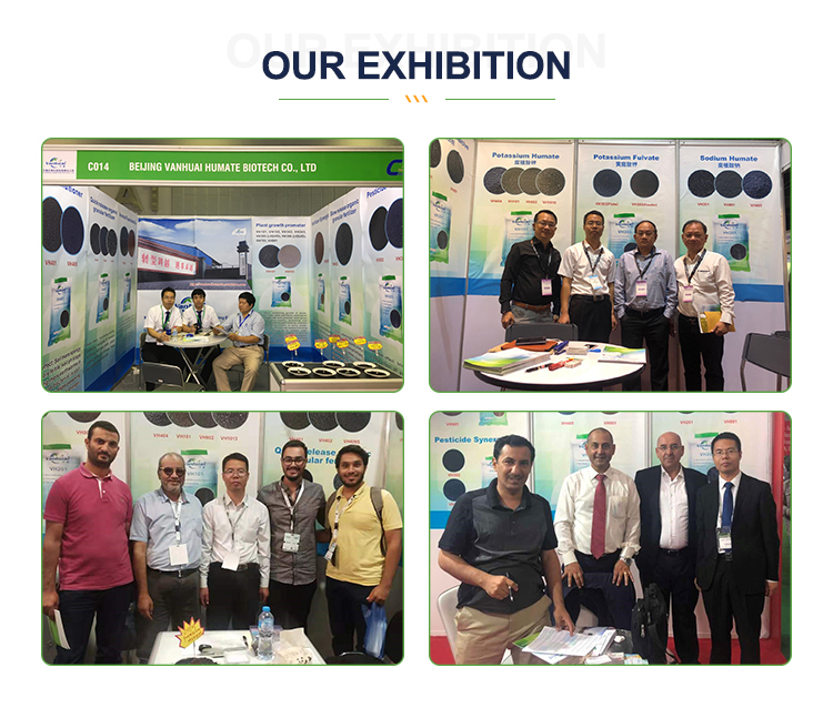 Exhibition Presence