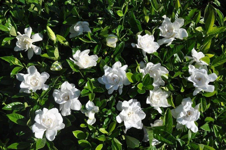 Gardenia Extract Powder Production