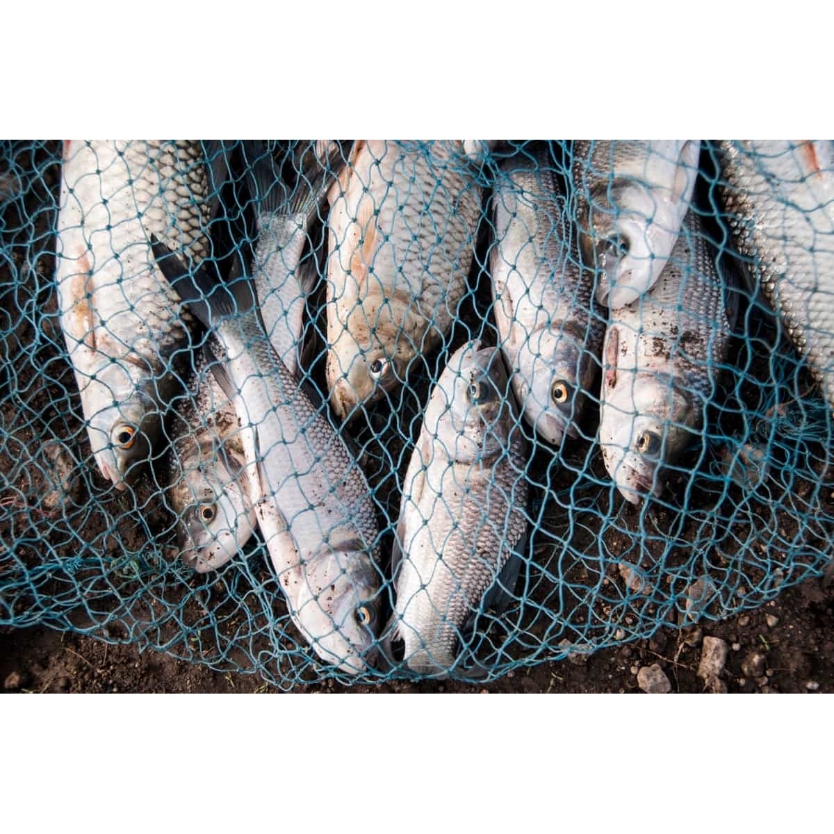 Probiotic Biofloc Culture for Aquatic Ecosystem Balance Made in India