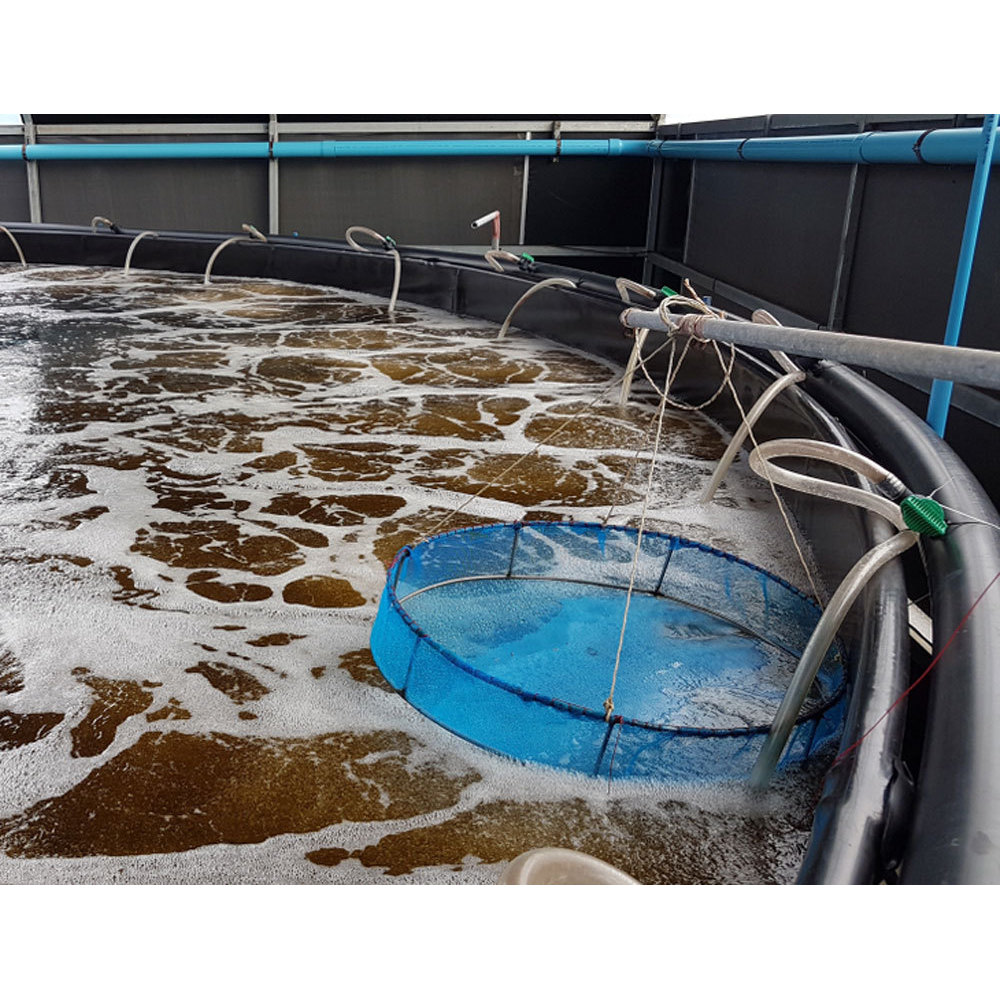 Probiotic Biofloc Culture for Aquatic Ecosystem Balance Made in India