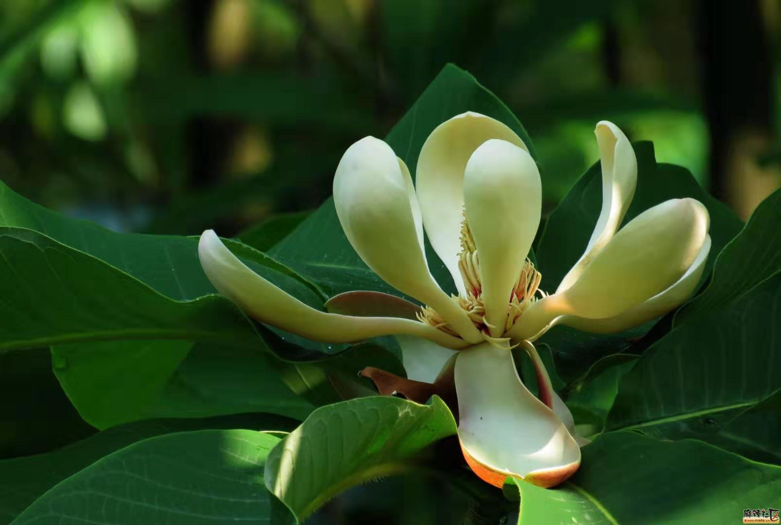 Cosmetic-grade Natural Preservatives magnolia Bark Extract 90% Total Polyphenols Powder