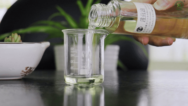 Peppermint Oil Production