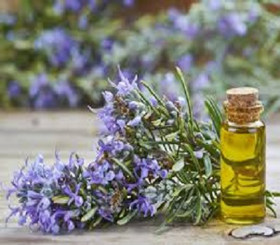 100% Pure Rosemary Essential Oil From India Vegan and Herbal Body Oil with Anti-Aging Feature OEM Bottle Supply for Adults