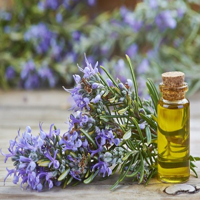 Rosemary Essential Oil Showcase