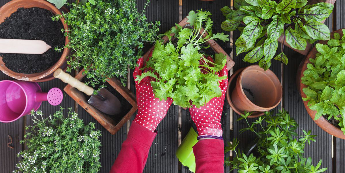 Gardening