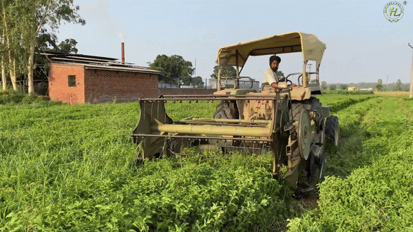 Peppermint Harvesting