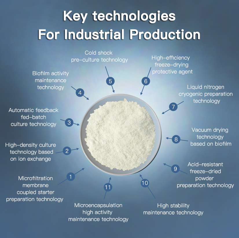 OEM Service Lactobacillus Reuteri Probiotic Powder 10 Billion CFU/g Bulk Supply Nactivated Probiotics For Gut Digestive Health