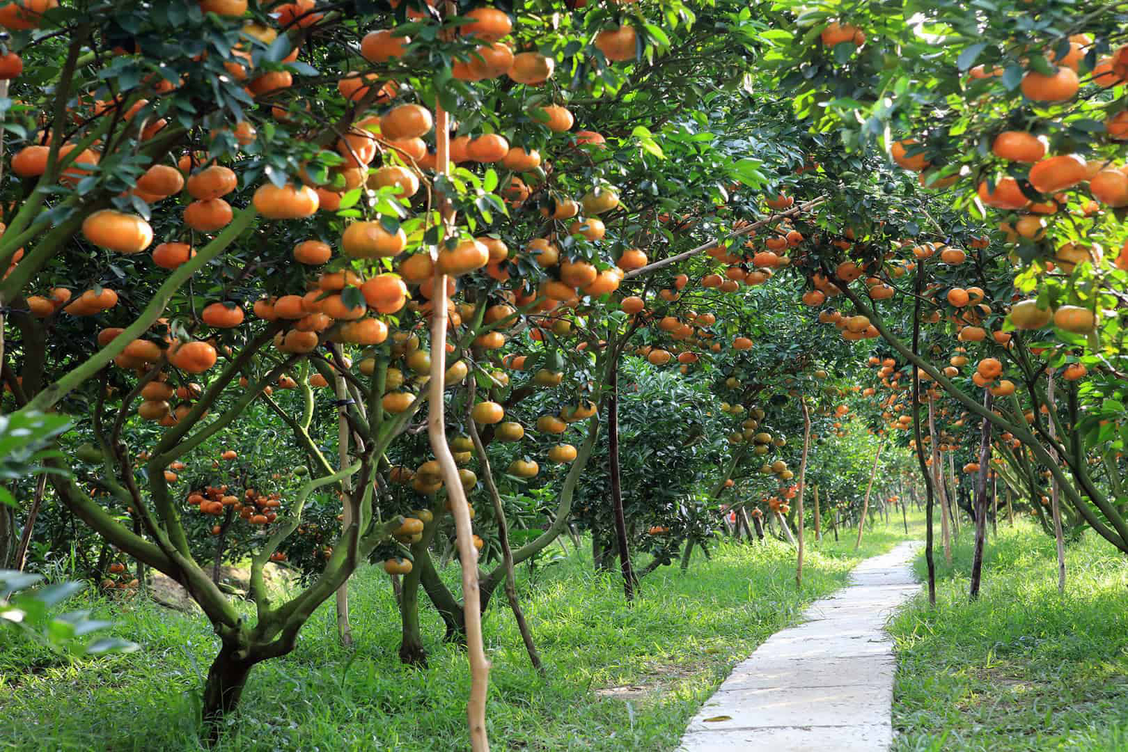 Orchard