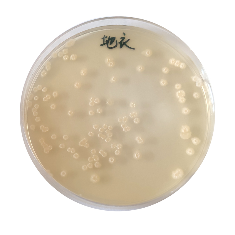 Factory Supply Microecological Balance 200 Billion Bacillus Licheniformis Probiotics For Fish Farming