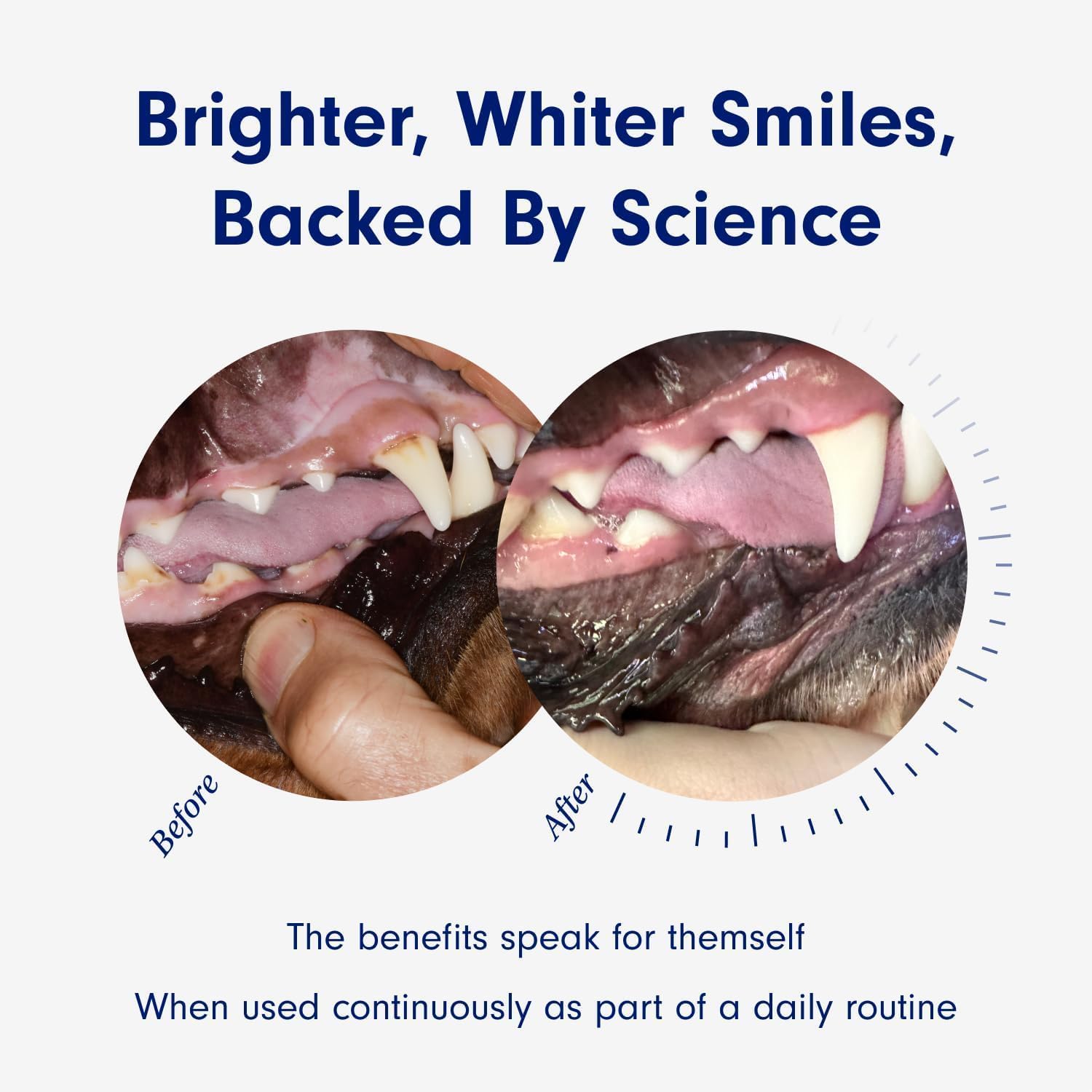 OEM/ODM Pet Dental Powder Oral Care Supplement Supports Fresh Breath and Teeth Cleaning - Plaque Off for Dogs