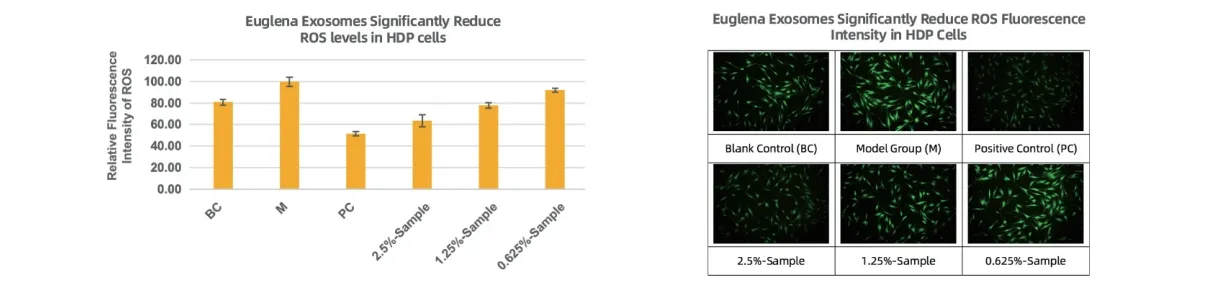 Reduction of ROS in HDP Cells