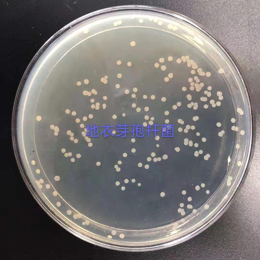 Factory Supply Microecological Balance 200 Billion Bacillus Licheniformis Probiotics For Fish Farming