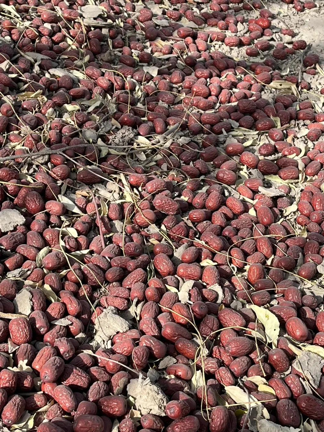 فواكه الجوجوبا المجففة بالجملة الممتازة للتوزيع العالمي