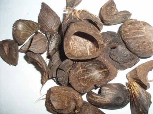Palm shell