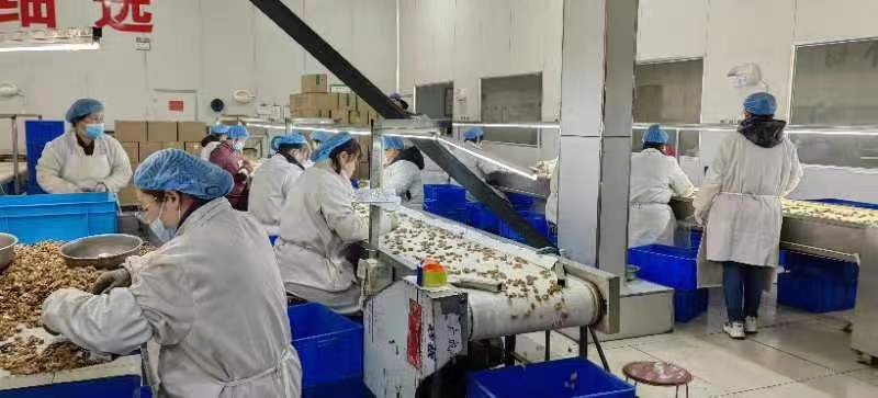 أفضل جودة لمصنع جملة الفواكه المجففة ISO HACCP