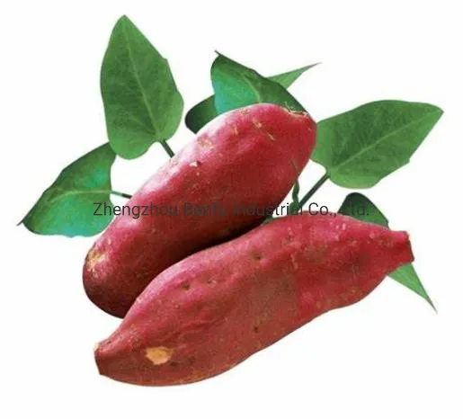 سعر المصنع للبطاطا الحلوة واللفت والجزر والزنجبيل والبطاطا وغسالة الفواكه والخضروات