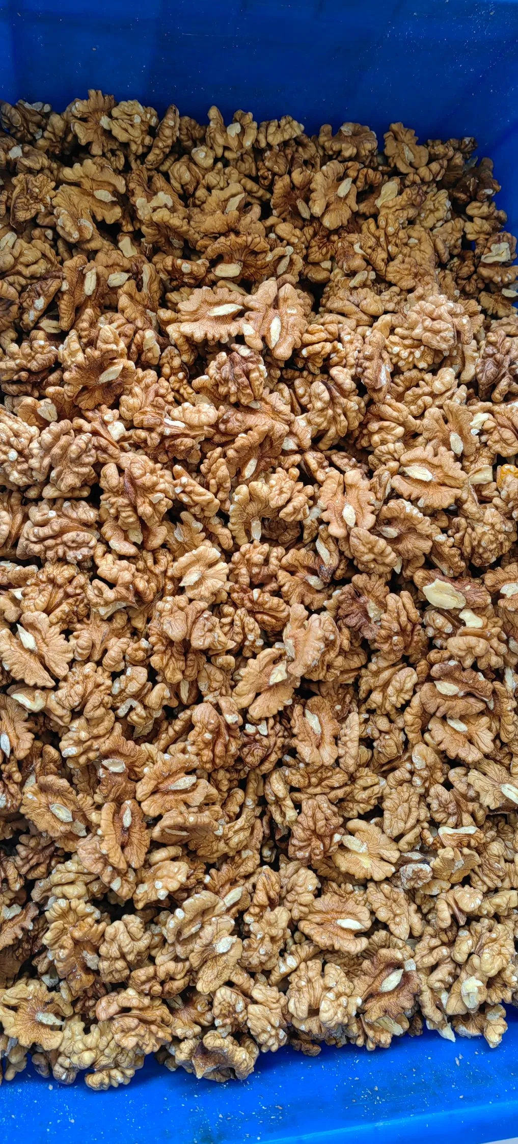بذور جوز مجففة - نصفي النواة