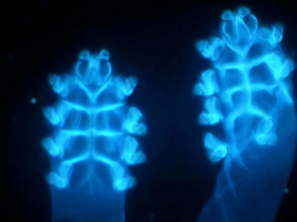 Medomics Fungal Fluorescent Staining Solution