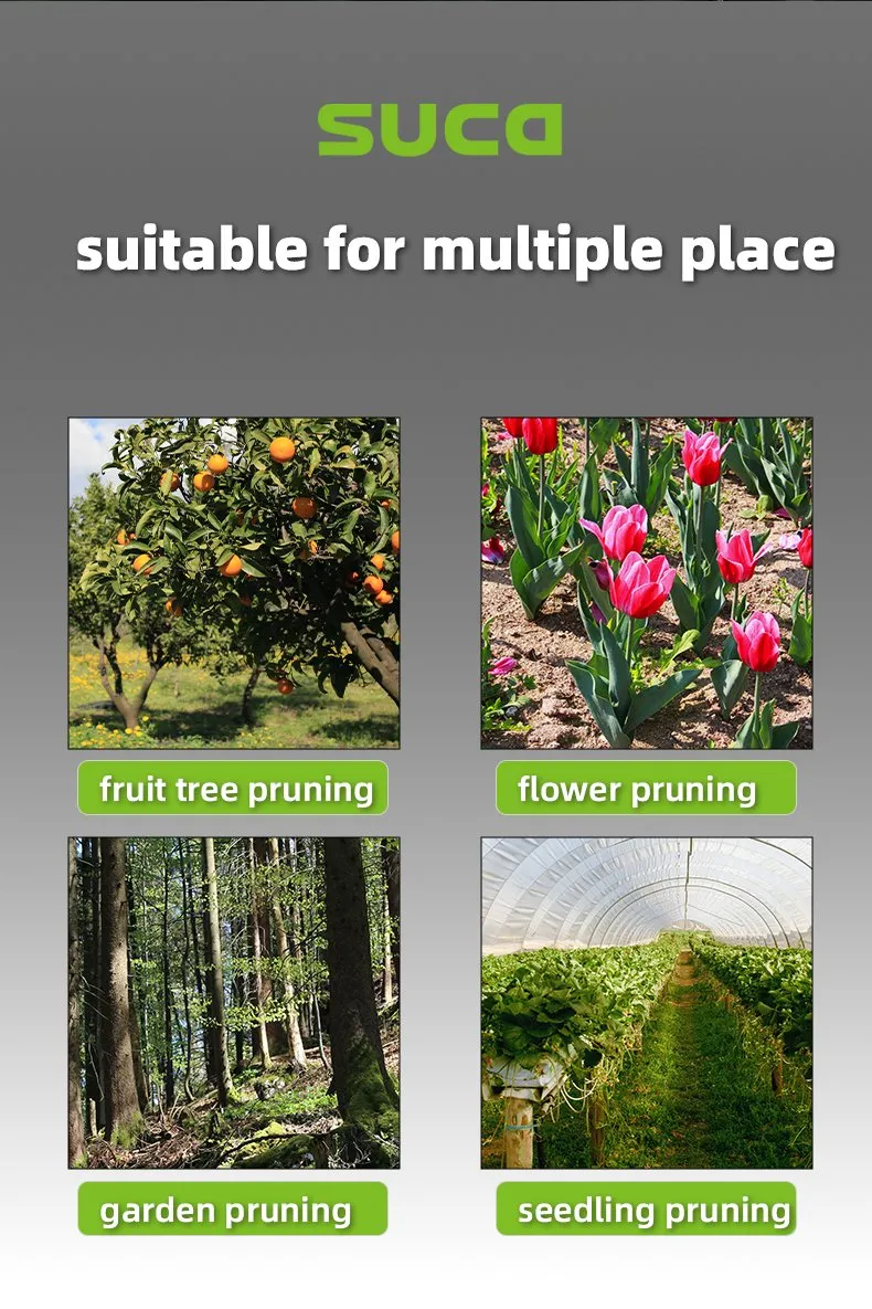 Pruning Shears Display 13