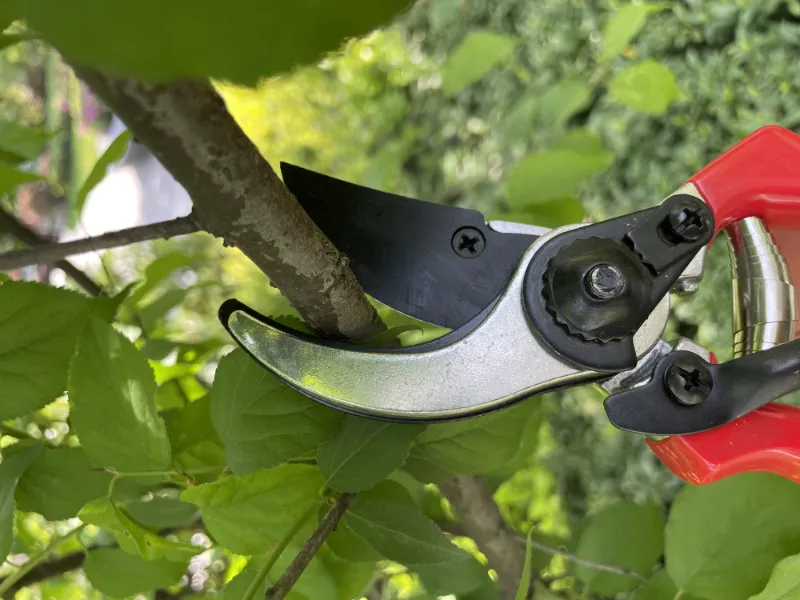 Pruning Shear Usage