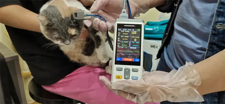 Veterinary Monitor View 4