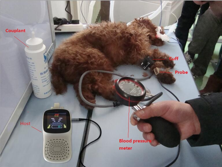 Testing on pet