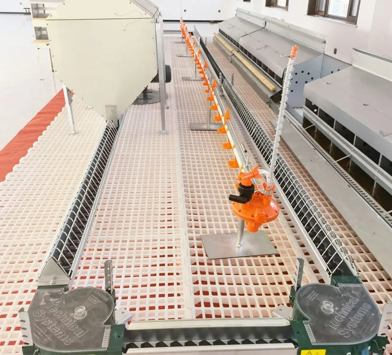 Breeder Chicken Floor Raise System