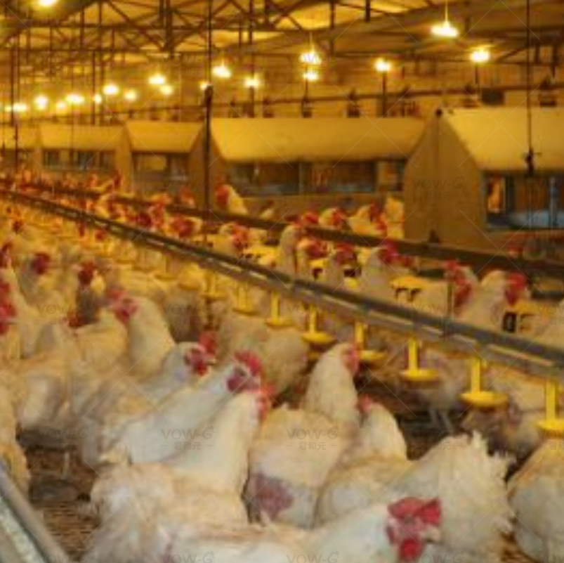 Poultry Chicken Breeder Floor Raising Hen Farm Chain Feeding System Equipment