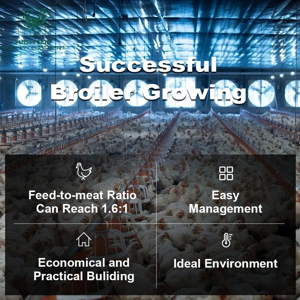 Poultry Farm Broilers Feeder Pan Equipment Fully Automatic Chicken Feeding Line System