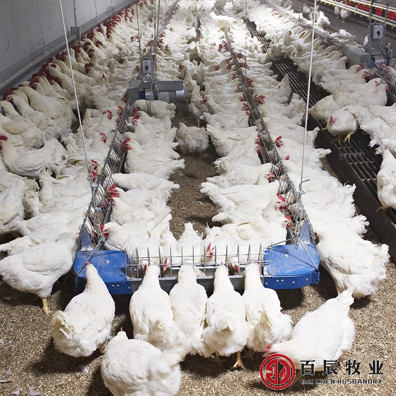 Auto Flat Chain Feeding System for Breeder