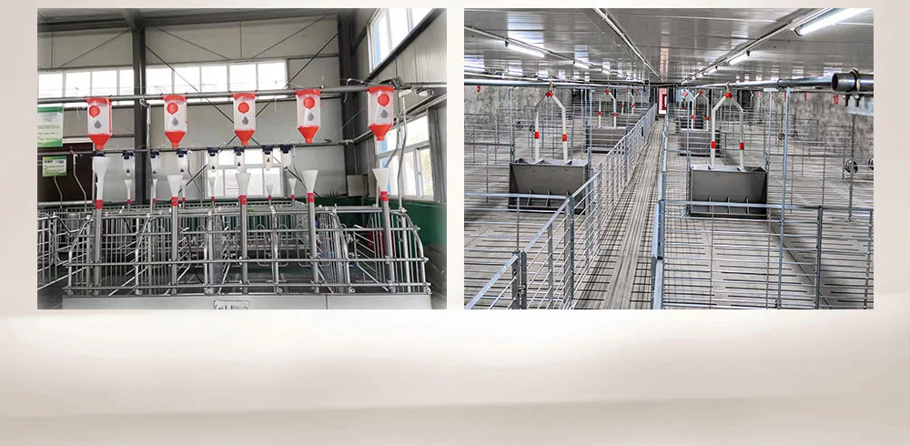 High Efficiency Equipment Automatic Pig Feeding System