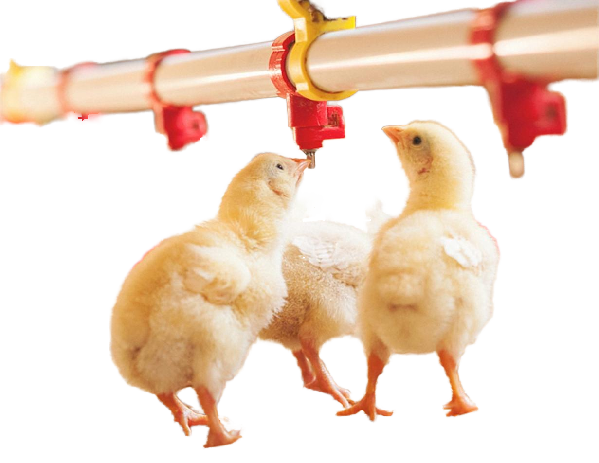 Automatic Poultry Nipple Drinkers Chicken Watering System with Cup Design Feeder Compatibility and Water Features for Farms