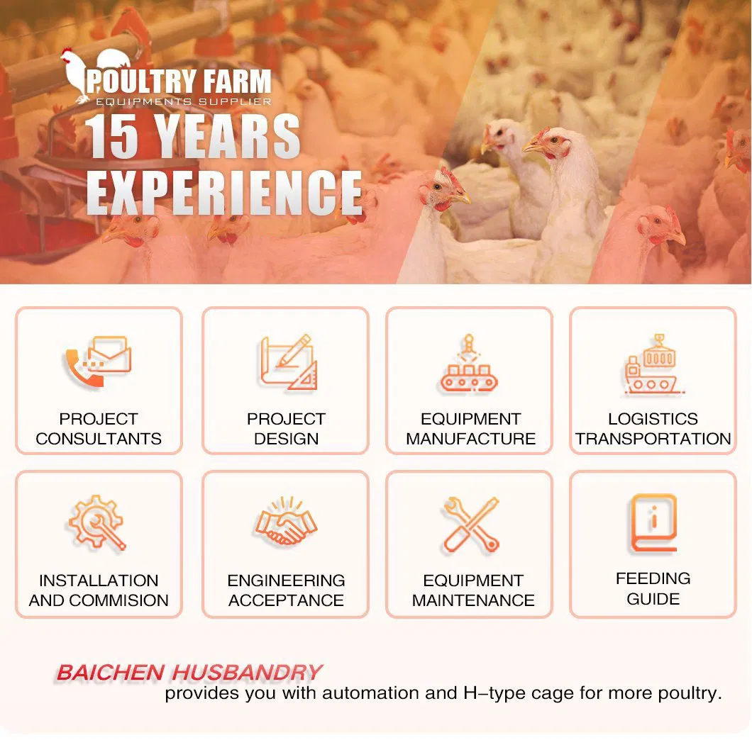 Auto Flat Chain Feeding System for Breeder