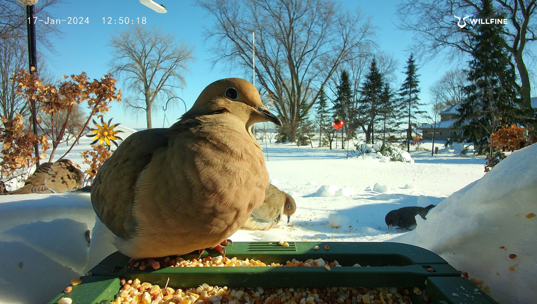 Bird Photo Daytime 1