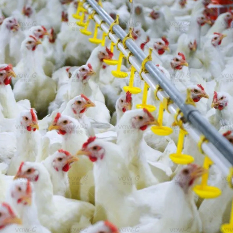 Poultry Chicken Breeder Floor Raising Hen Farm Chain Feeding System Equipment