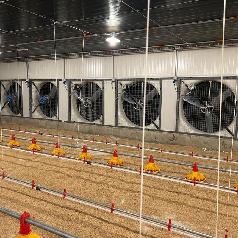 Broiler Floor Farming System with Auto Feeding Manure Removal