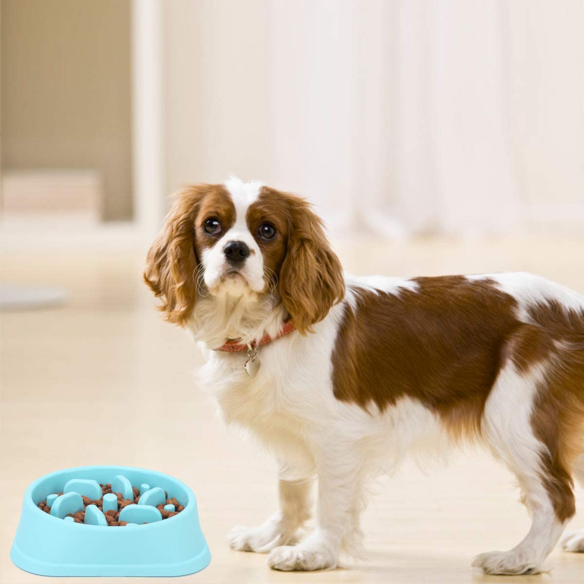 Pet Bowl Highlight 6