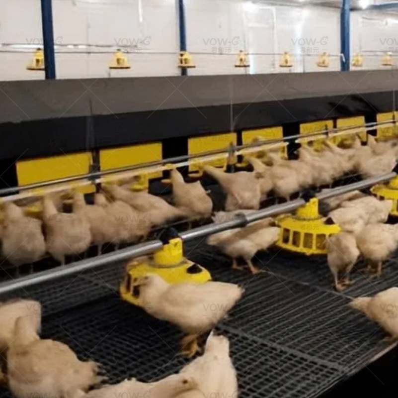 Poultry Chicken Breeder Floor Raising Hen Farm Chain Feeding System Equipment