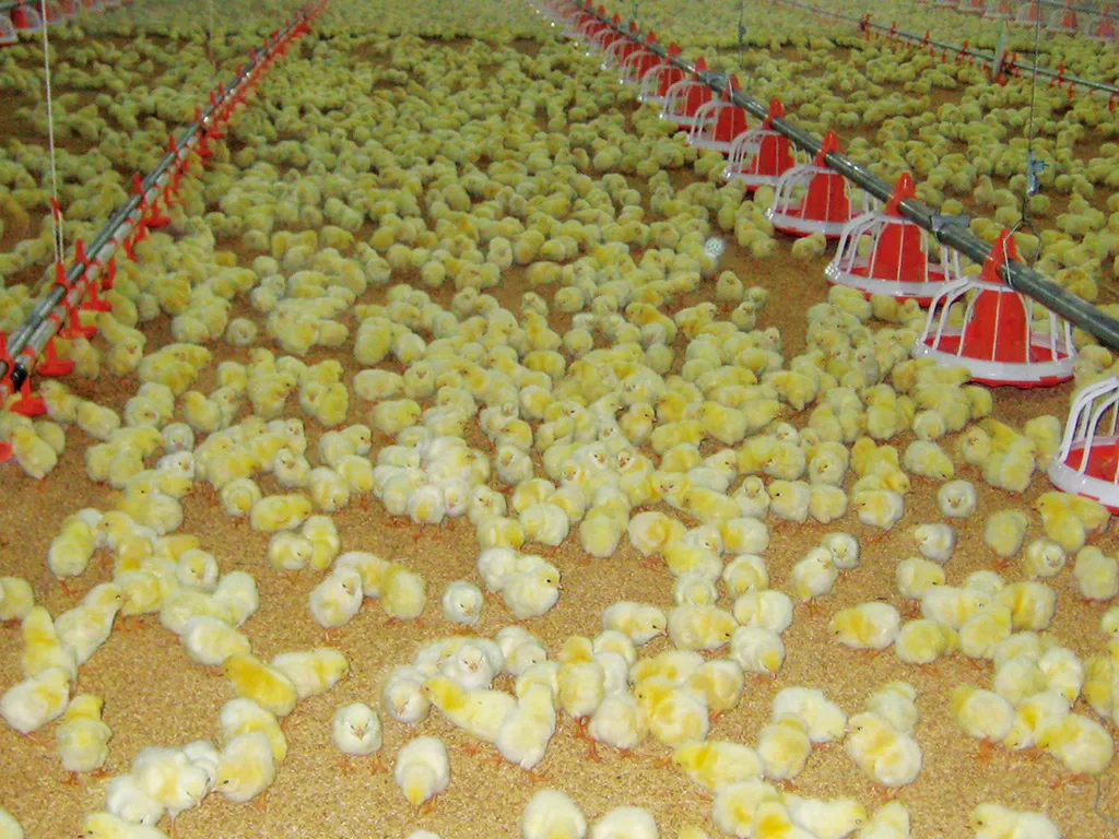 High-Efficiency Automatic Auger Feeding System for Broiler Farms