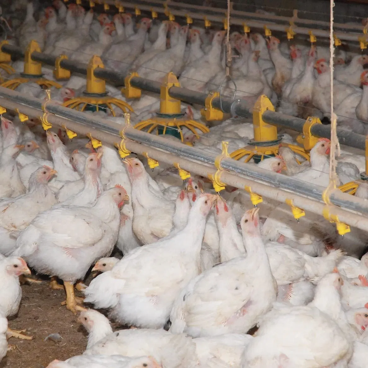 Broiler Floor Farming System with Auto Feeding Manure Removal